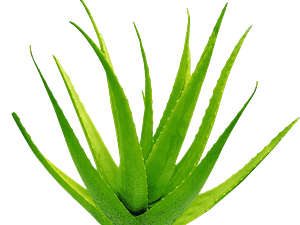 Aloe Vera png -1080p Transparent backgound