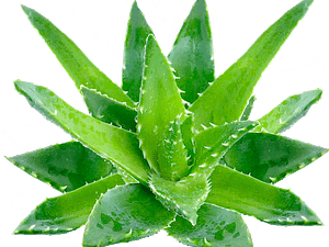 Aloe Vera png -1080p Transparent backgound