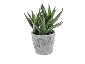 Aloe Vera Plant-1080p -Transplant background