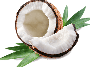 Coconut stock images-PNG Transparent Resolution
