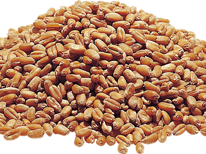 wheat-png-transplant-background