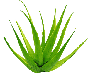 Aloe Verapng 1080p Transparent high res