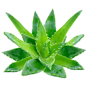 Aloe Verapng 1080p Transparent high res