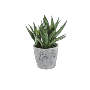Aloe Vera Plan-png 1080p Transparent high res